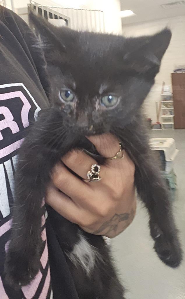 AJ, Adopted, Young Female Domestic Short Hair.