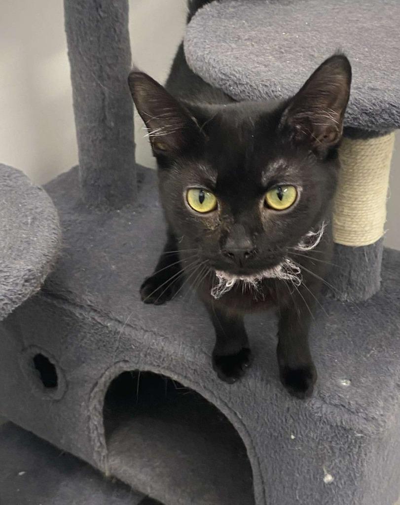 Enlarge AJ, a Adopted mixed breed in Portland, IN image 2/3