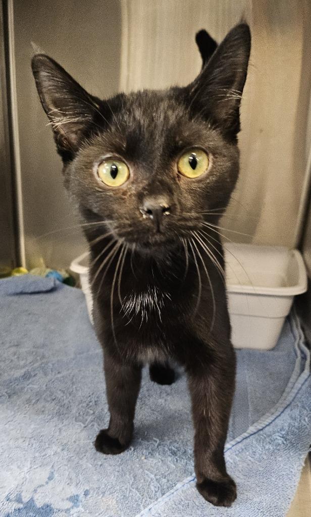 Enlarge AJ, a Adopted mixed breed in Portland, IN image 3/3