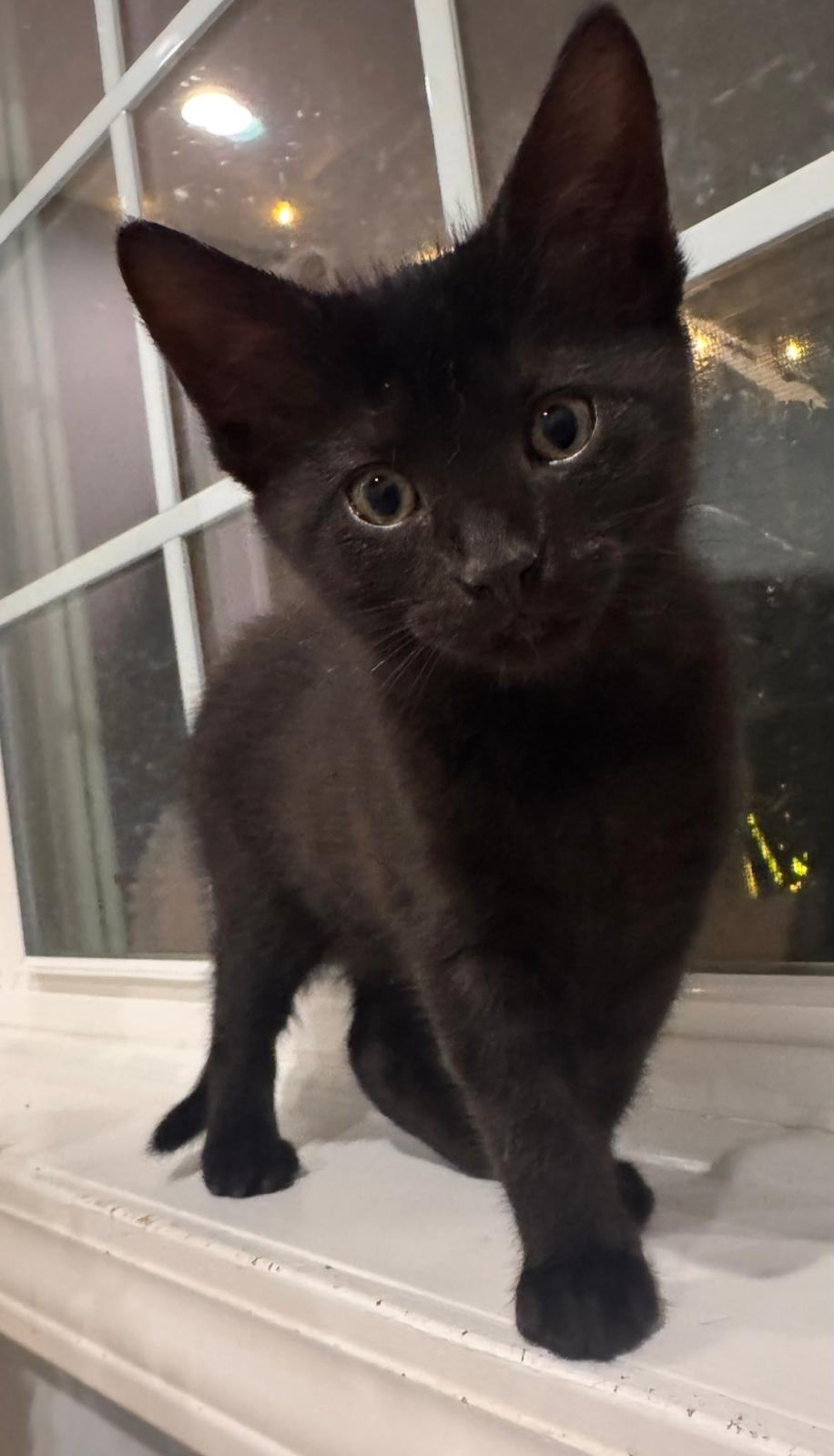 Enlarge Lauren (bonded with Ella), a Adoptable Domestic Short Hair in Sharpsburg, GA image 5/5