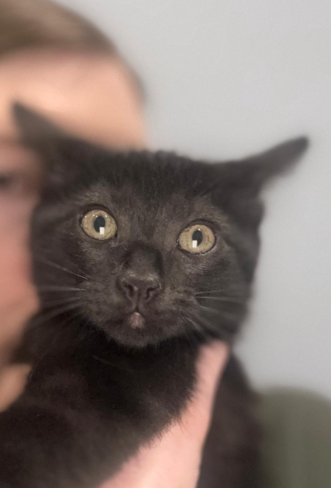 Enlarge Lauren (bonded with Ella), a Adoptable Domestic Short Hair in Sharpsburg, GA image 3/5