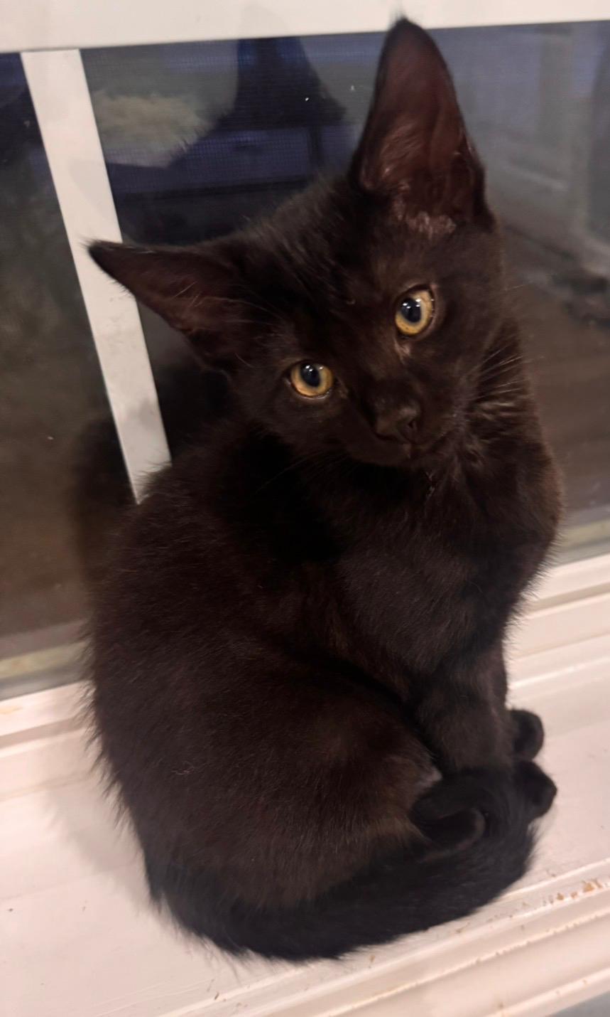 Enlarge Lauren (bonded with Ella), a Adoptable Domestic Short Hair in Sharpsburg, GA image 1/5