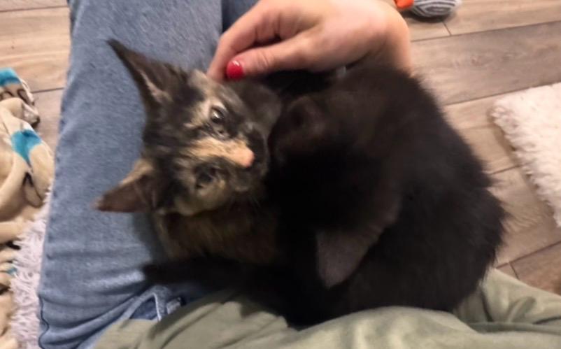 Enlarge Lauren (bonded with Ella), a Adoptable Domestic Short Hair in Sharpsburg, GA image 4/5