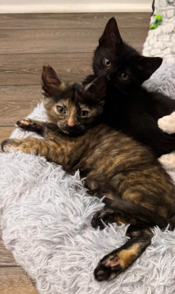 Enlarge Lauren (bonded with Ella), a Adoptable Domestic Short Hair in Sharpsburg, GA image 2/5