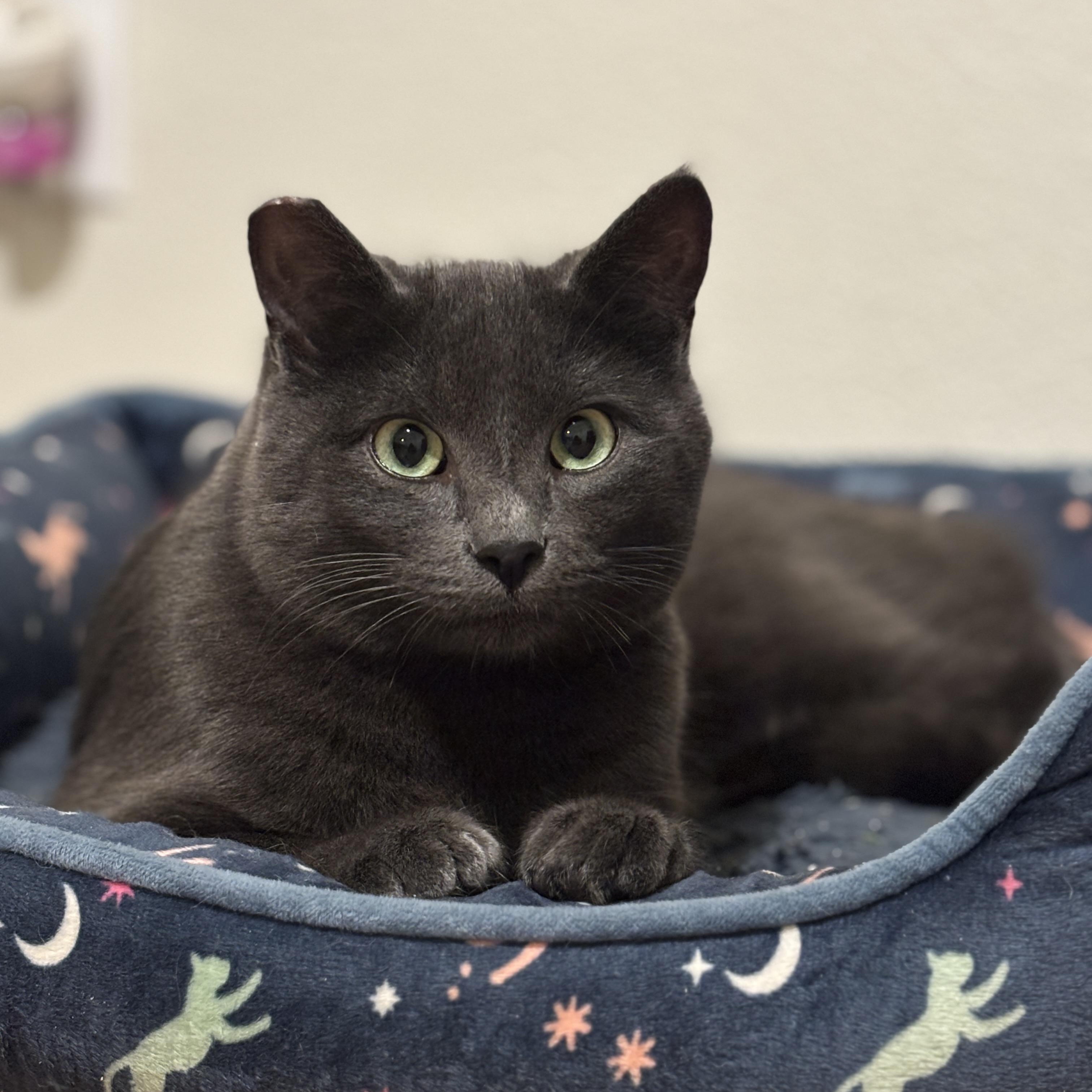 Enlarge Mr. Gray, an adopted mixed breed in Cathlamet, WA image 1/5