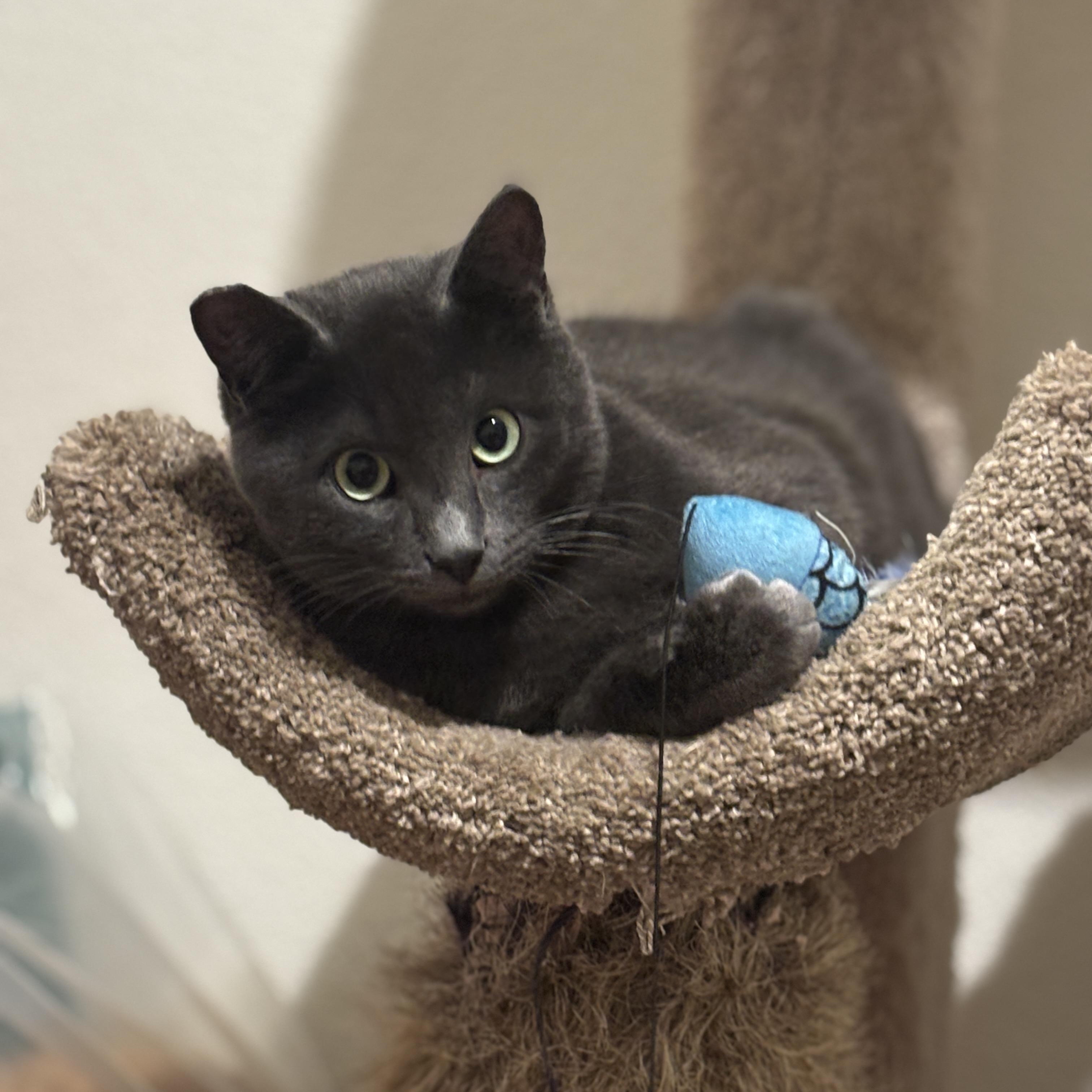 Enlarge Mr. Gray, an adopted mixed breed in Cathlamet, WA image 3/5