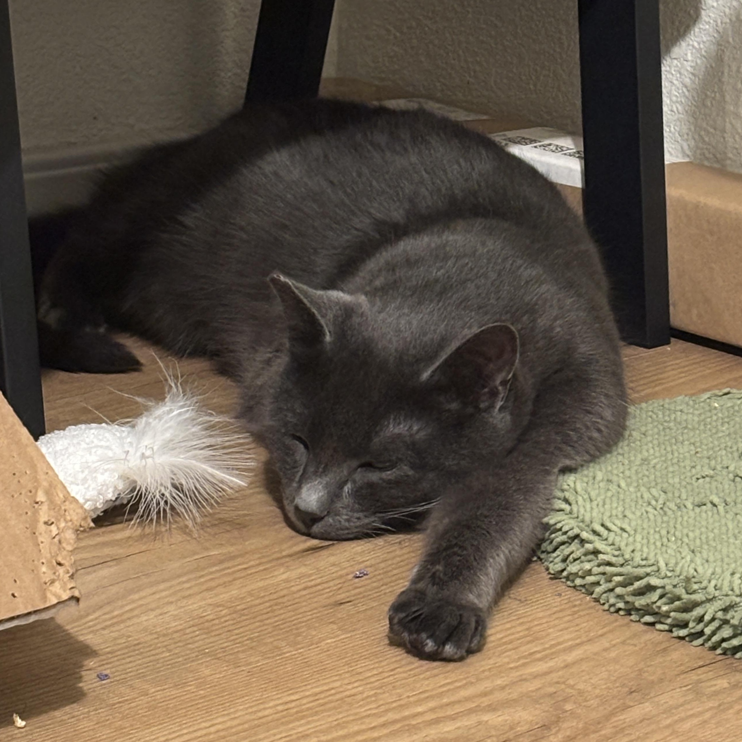 Enlarge Mr. Gray, an adopted mixed breed in Cathlamet, WA image 4/5