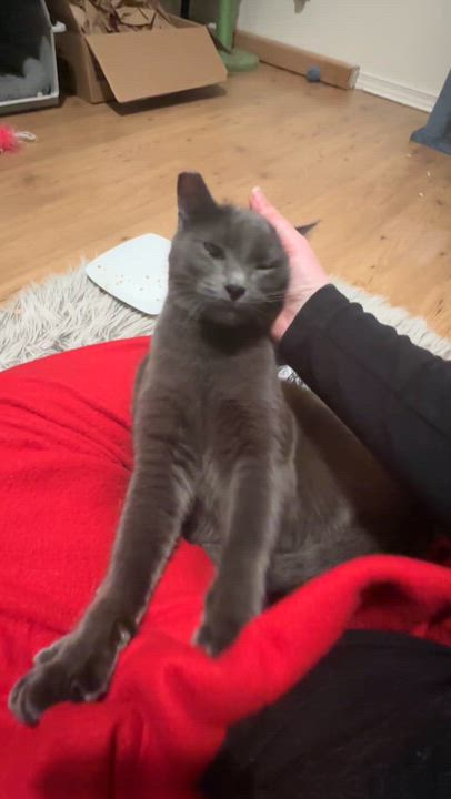 Enlarge Mr. Gray, an adopted mixed breed in Cathlamet, WA video 5/5