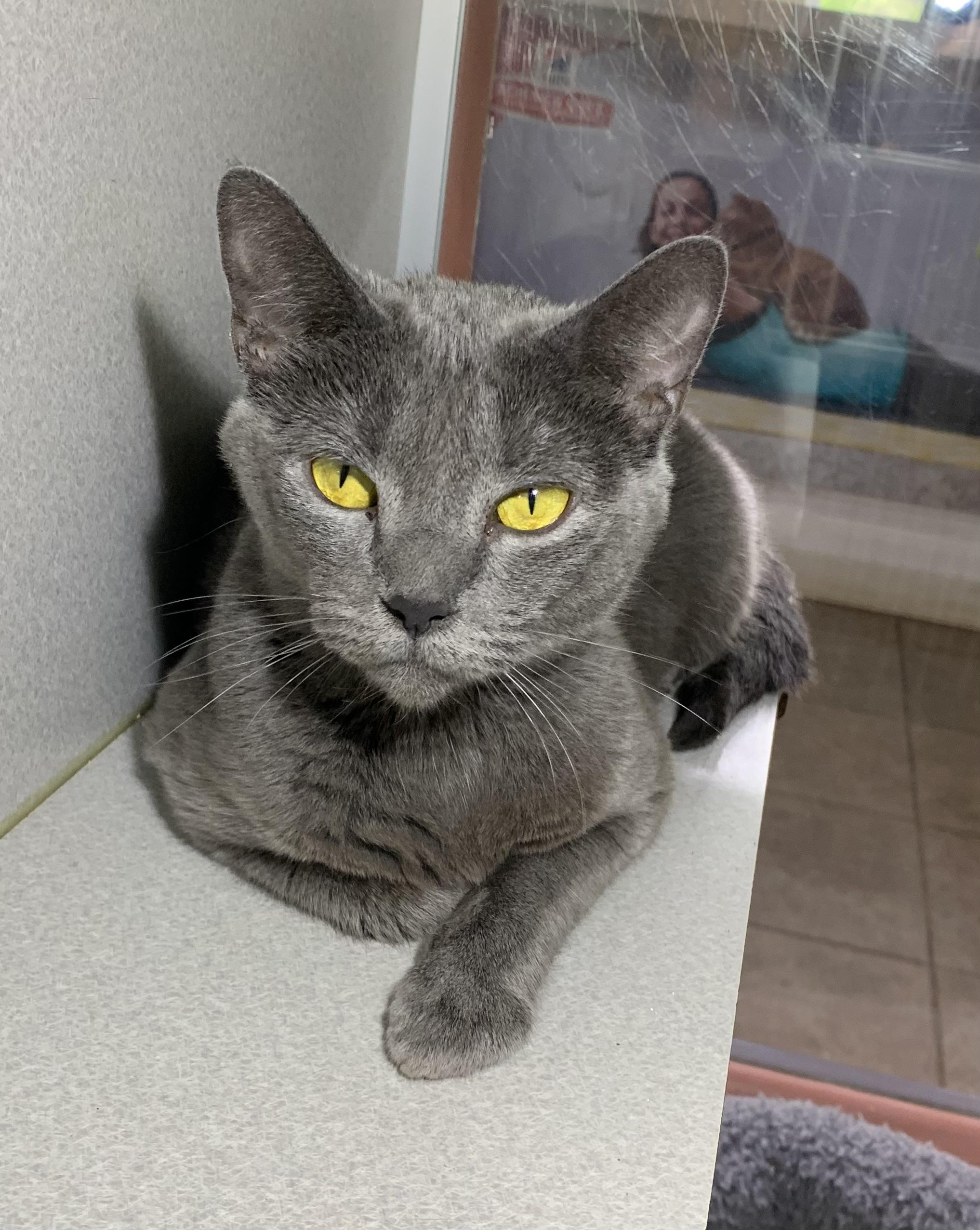 Faith, ADOPTABLE, Adult Female Domestic Short Hair.