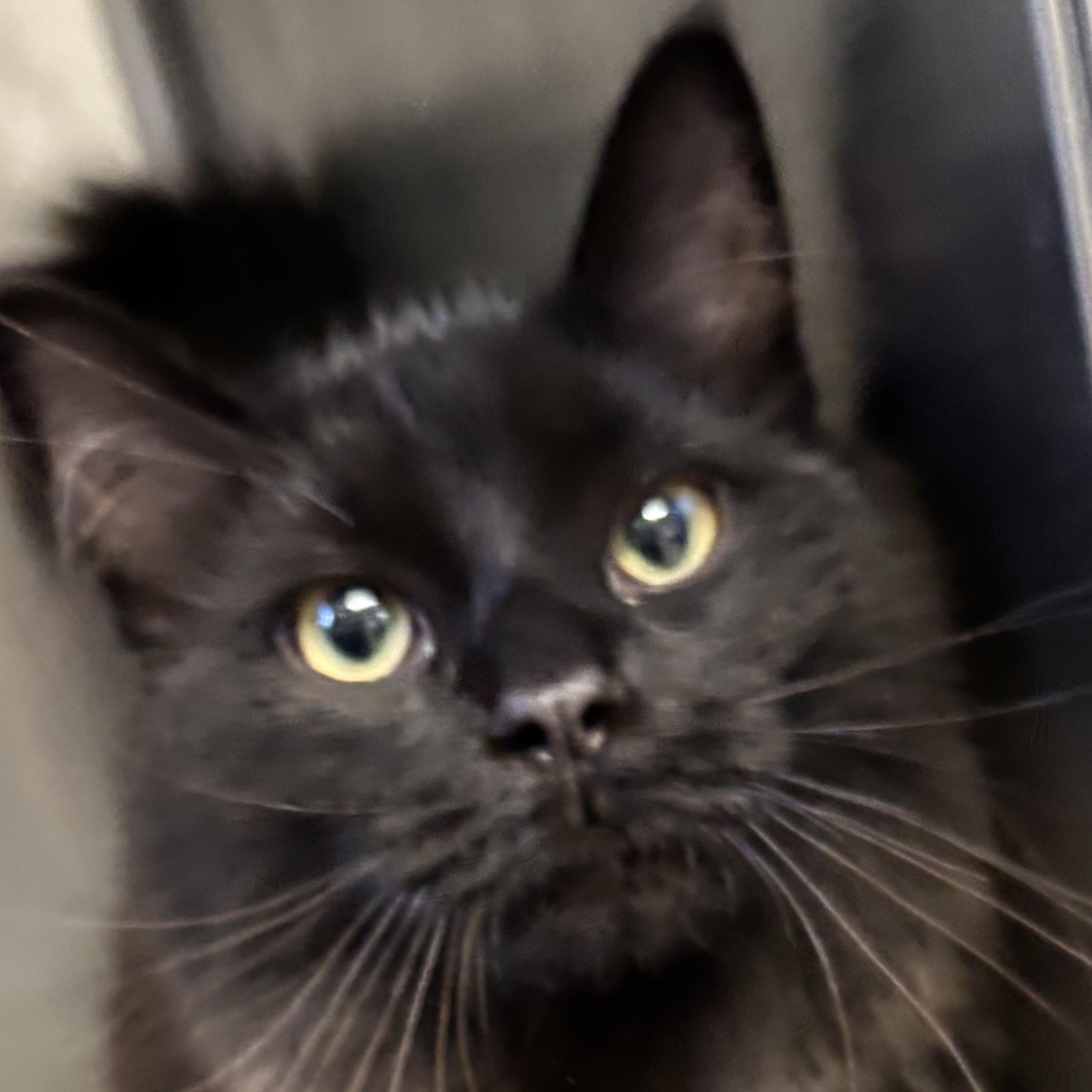 Enlarge Violet, a Adopted mixed breed in Mount Pleasant, MI image 1/3