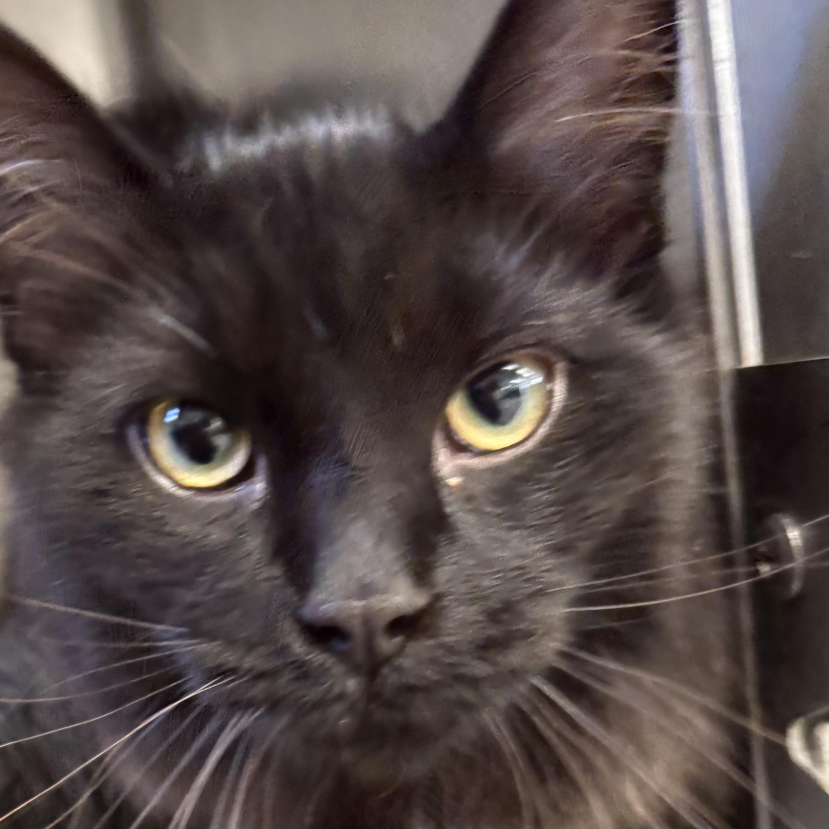 Enlarge Violet, a Adopted mixed breed in Mount Pleasant, MI image 3/3