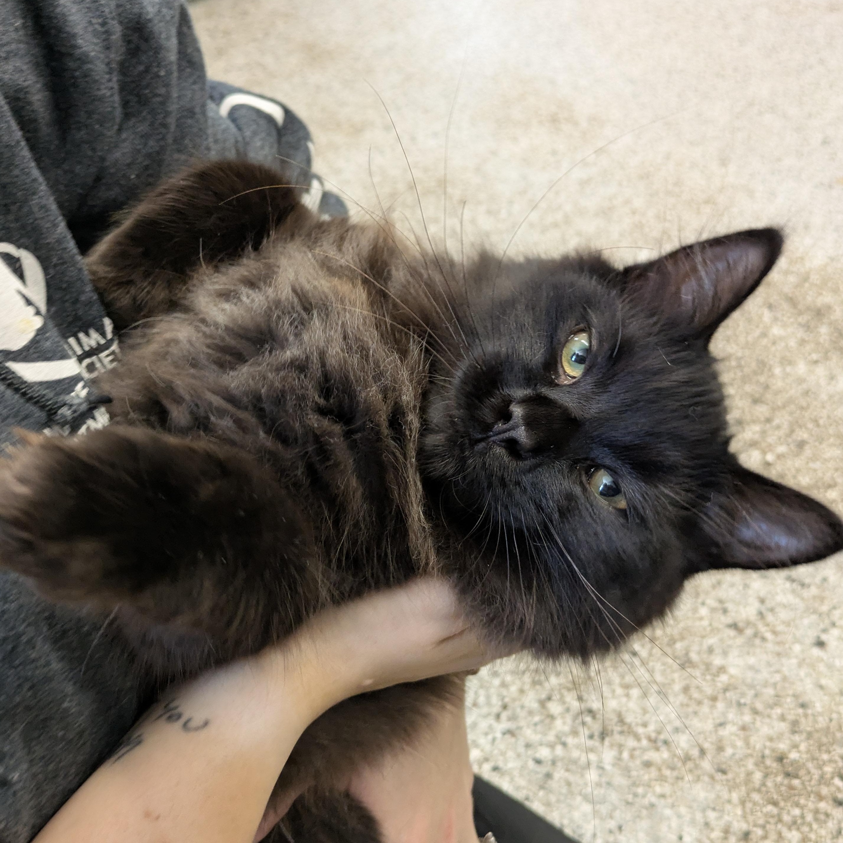 Enlarge Violet, a Adopted mixed breed in Mount Pleasant, MI image 2/3