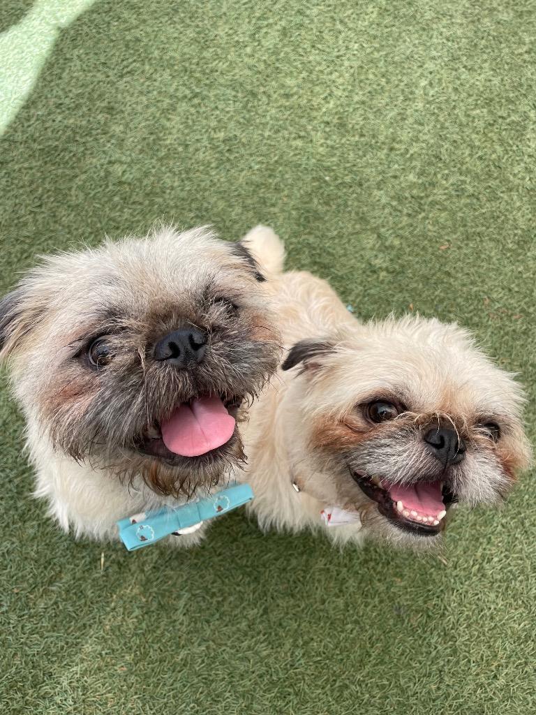 Enlarge Dino *Bonded to Enzo* / Enzo *Bonded to Dino*, a Adoptable mixed breed in Gardena, CA image 2/6