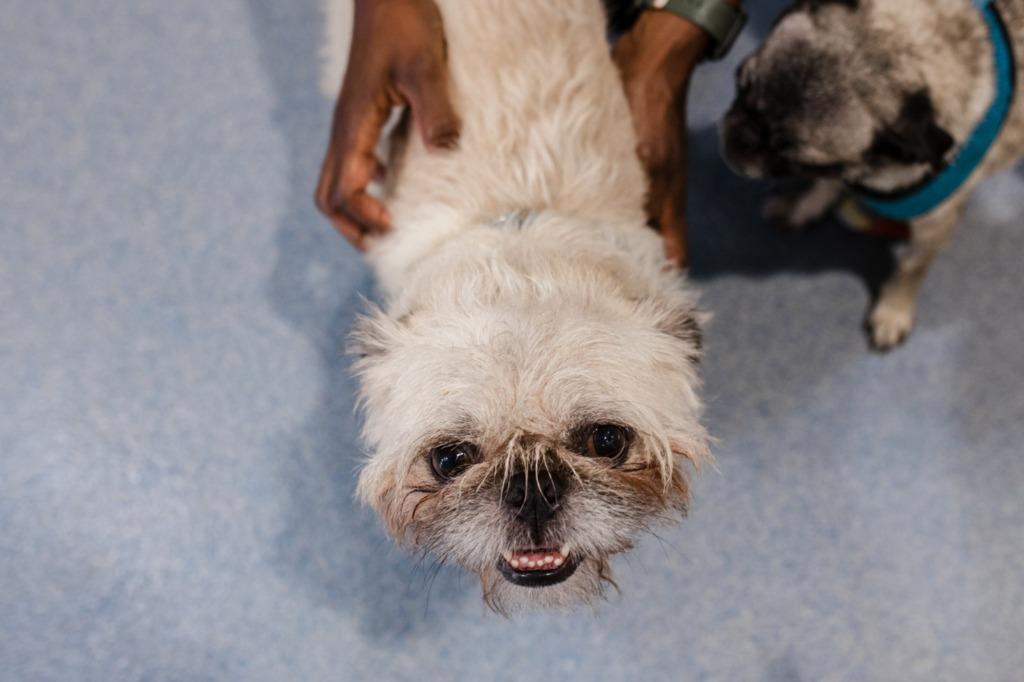 Dino *Bonded to Enzo* / Enzo *Bonded to Dino*, Adoptable, Adult Male Pug & Brussels Griffon.