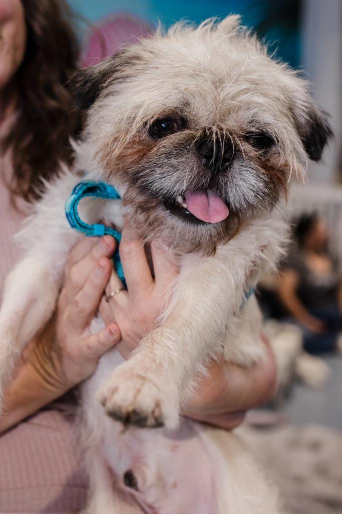 Enlarge Dino *Bonded to Enzo* / Enzo *Bonded to Dino*, a Adoptable mixed breed in Gardena, CA image 3/6