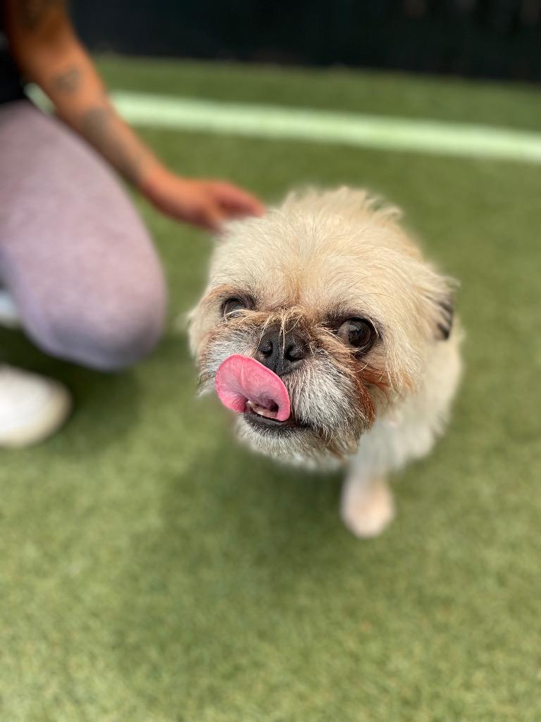 Enlarge Dino *Bonded to Enzo* / Enzo *Bonded to Dino*, a Adoptable mixed breed in Gardena, CA image 4/6