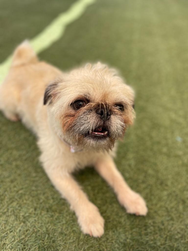 Enlarge Dino *Bonded to Enzo* / Enzo *Bonded to Dino*, a Adoptable mixed breed in Gardena, CA image 5/6