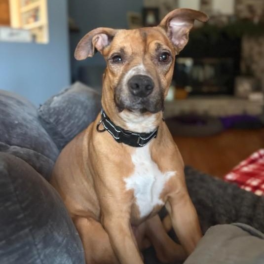 Wobbles, adopted, Adult Male Boxer.