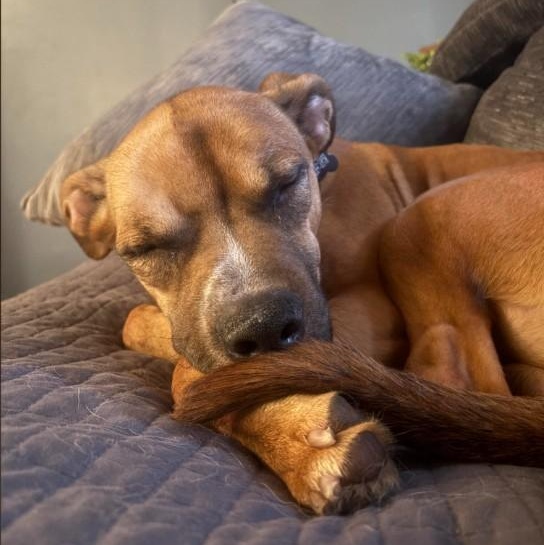 Enlarge Wobbles, an adopted mixed breed in Barrington Hills, IL image 2/3