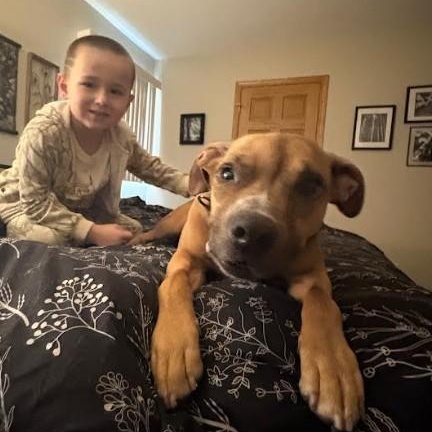 Enlarge Wobbles, an adopted mixed breed in Barrington Hills, IL image 3/3