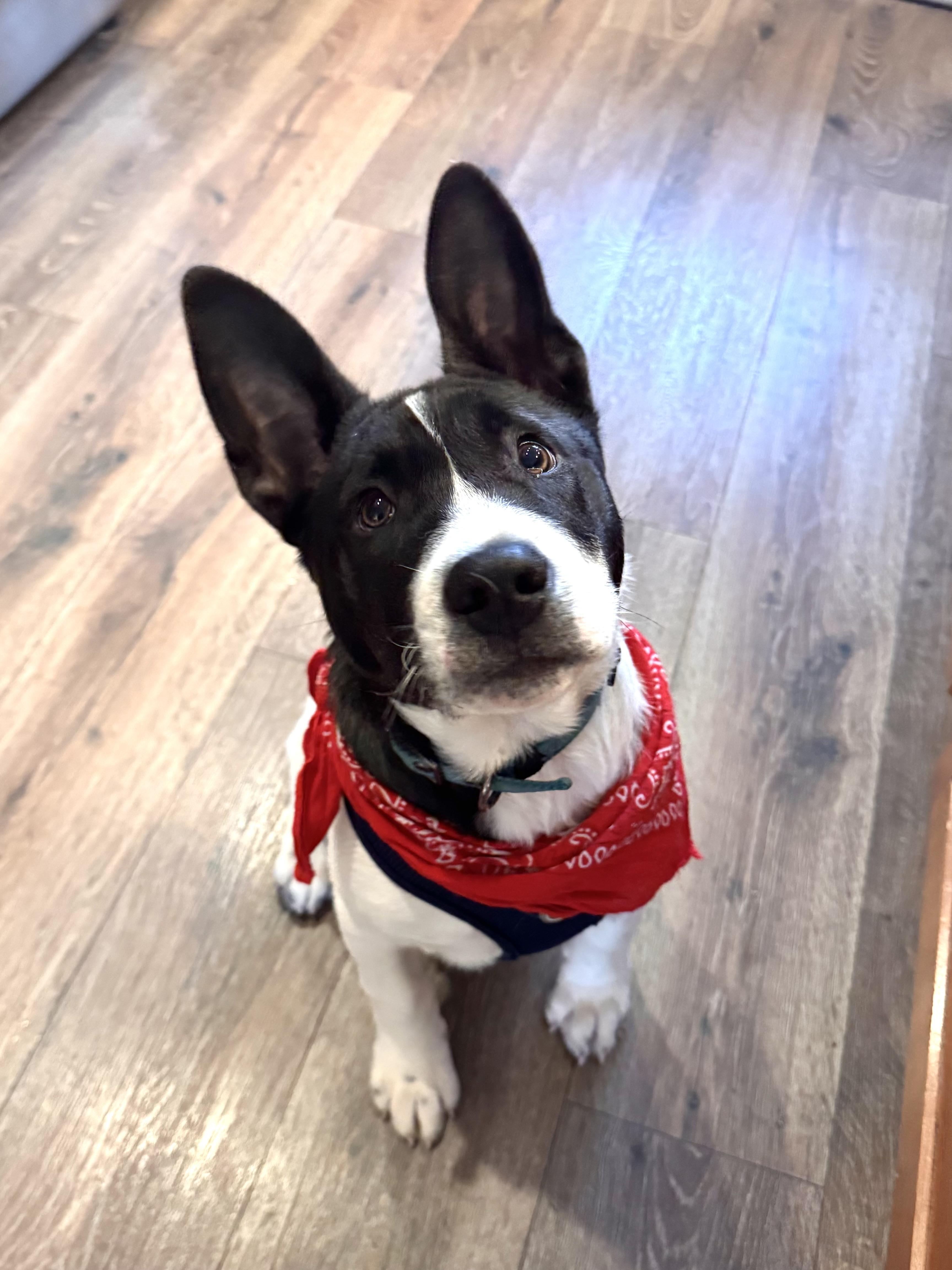 Snoopy , Adoptable, Puppy Male Cattle Dog & Bull Terrier.