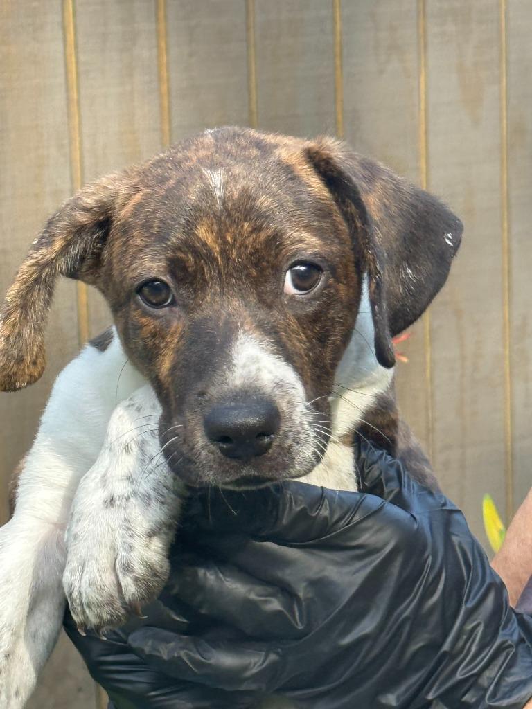 Enlarge Waffles, a Adoptable mixed breed in Effingham, IL image 1/1