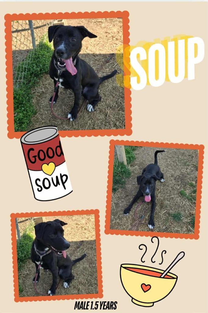 Enlarge Soup, a Adoptable mixed breed in Blountville, TN image 1/1
