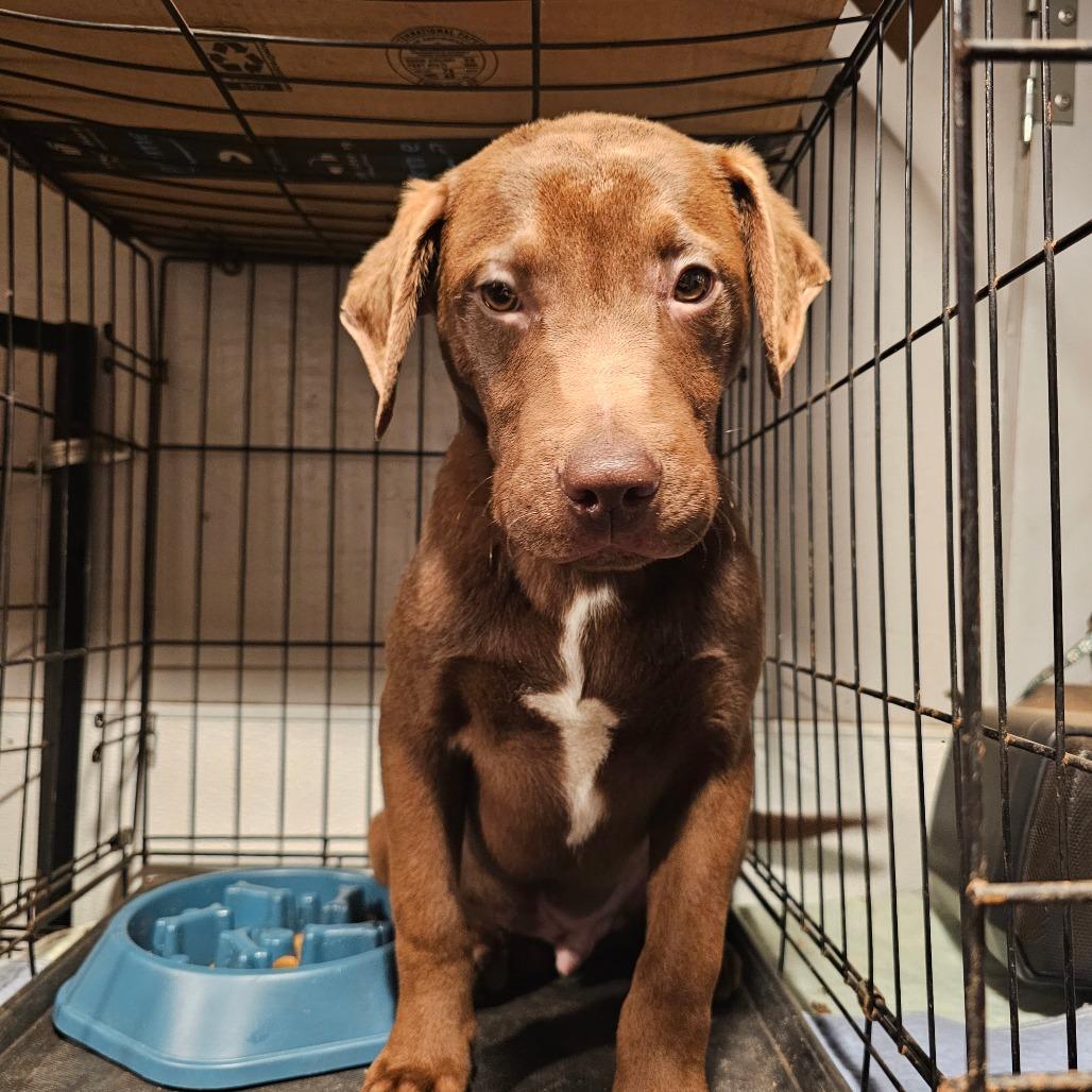 Queso, Adoptable, Young Male Pit Bull Terrier & Mixed Breed.