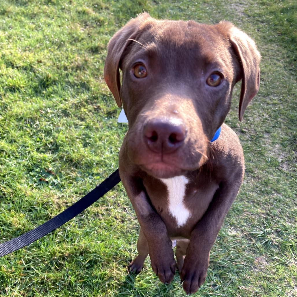 Enlarge Queso, a Adoptable mixed breed in Oakville, WA image 3/3