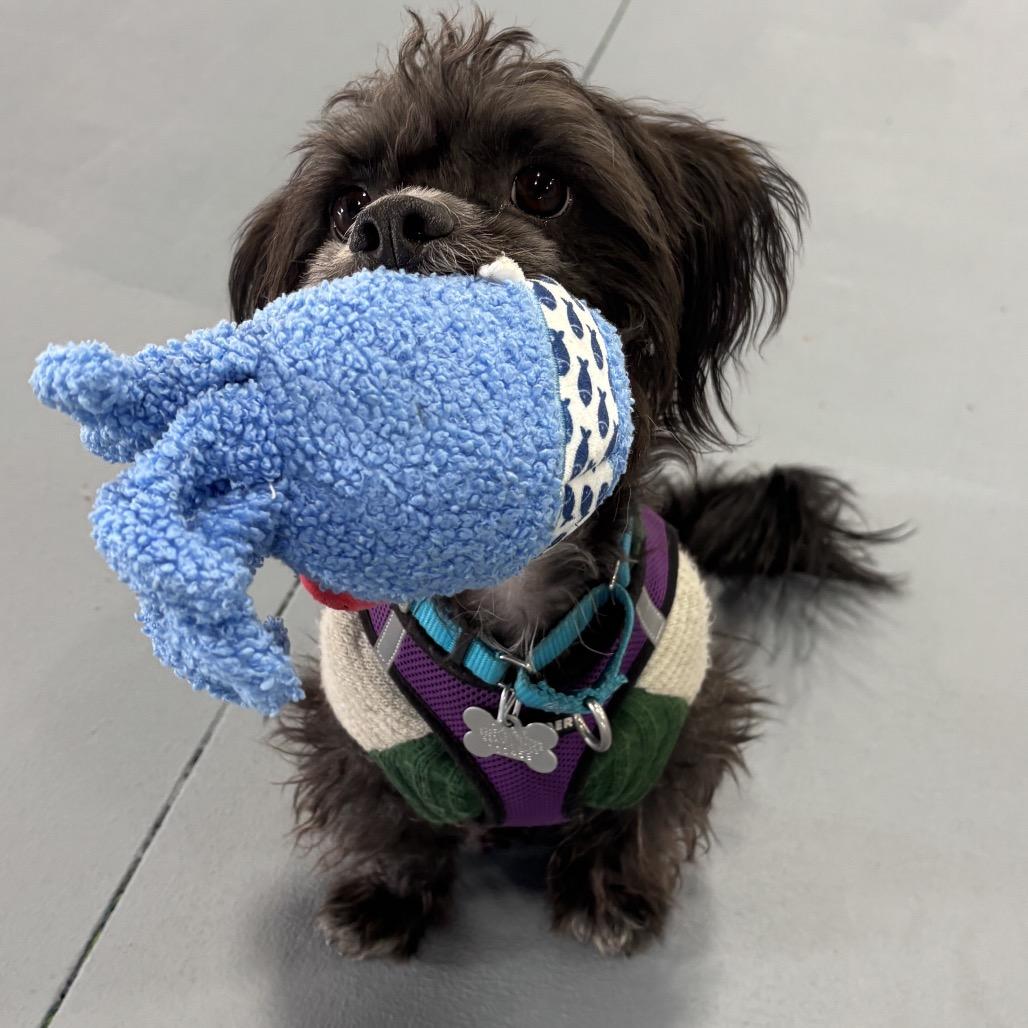 Fred, Adoptable, Adult Male Mixed Breed.