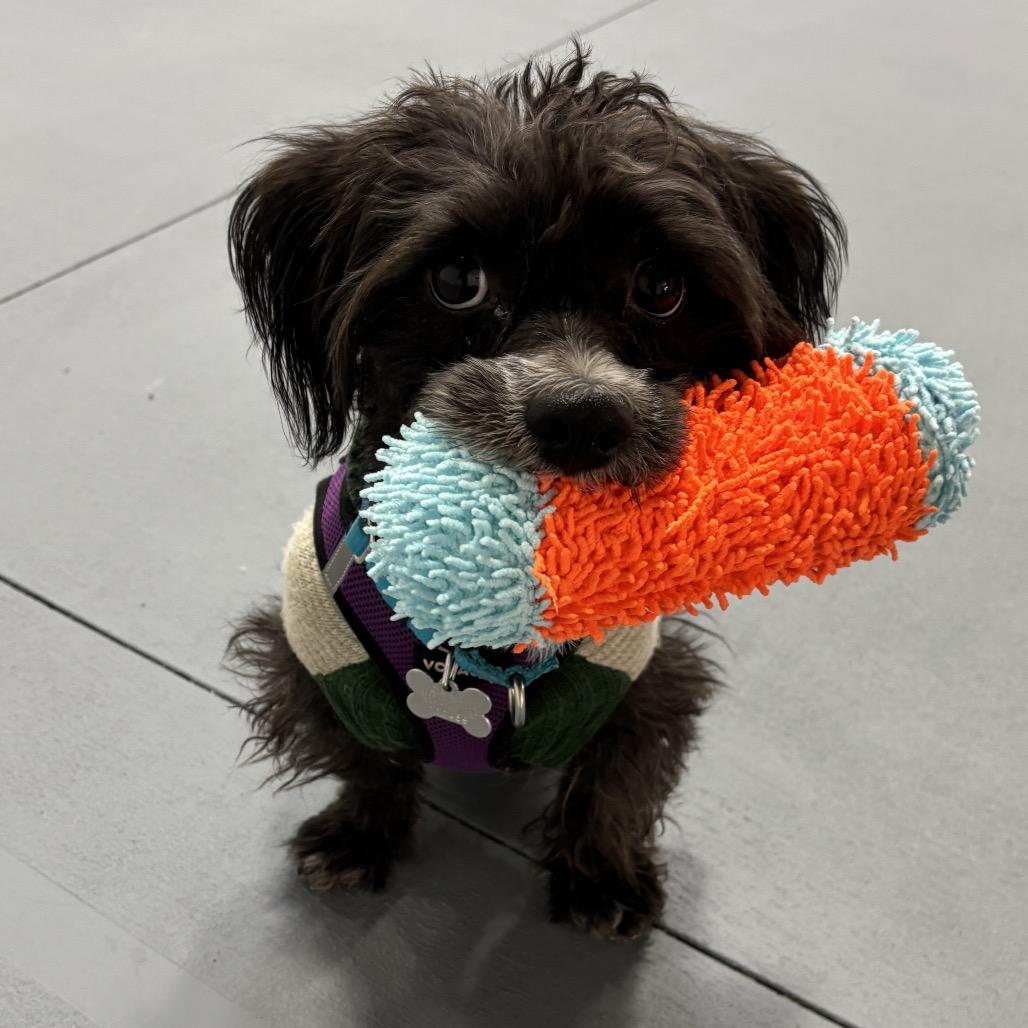 Fred, a Adoptable Mixed Breed in Skokie, IL image 2/6