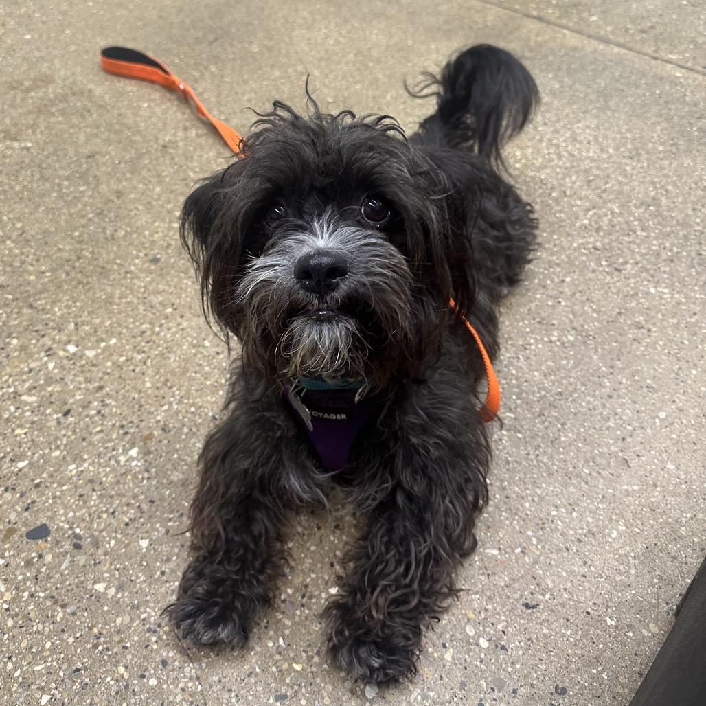 Fred, a Adoptable mixed breed in Skokie, IL image 3/6