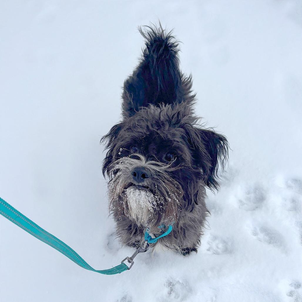 Fred, a Adoptable Mixed Breed in Skokie, IL image 4/6