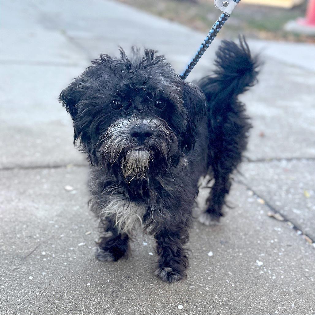 Fred, a Adoptable Mixed Breed in Skokie, IL image 5/6