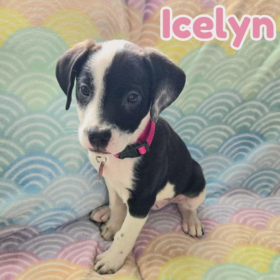 Enlarge Icelyn *Adorable Beagle/Lab Puppy*, a Adoptable mixed breed in Riverview, FL image 2/6