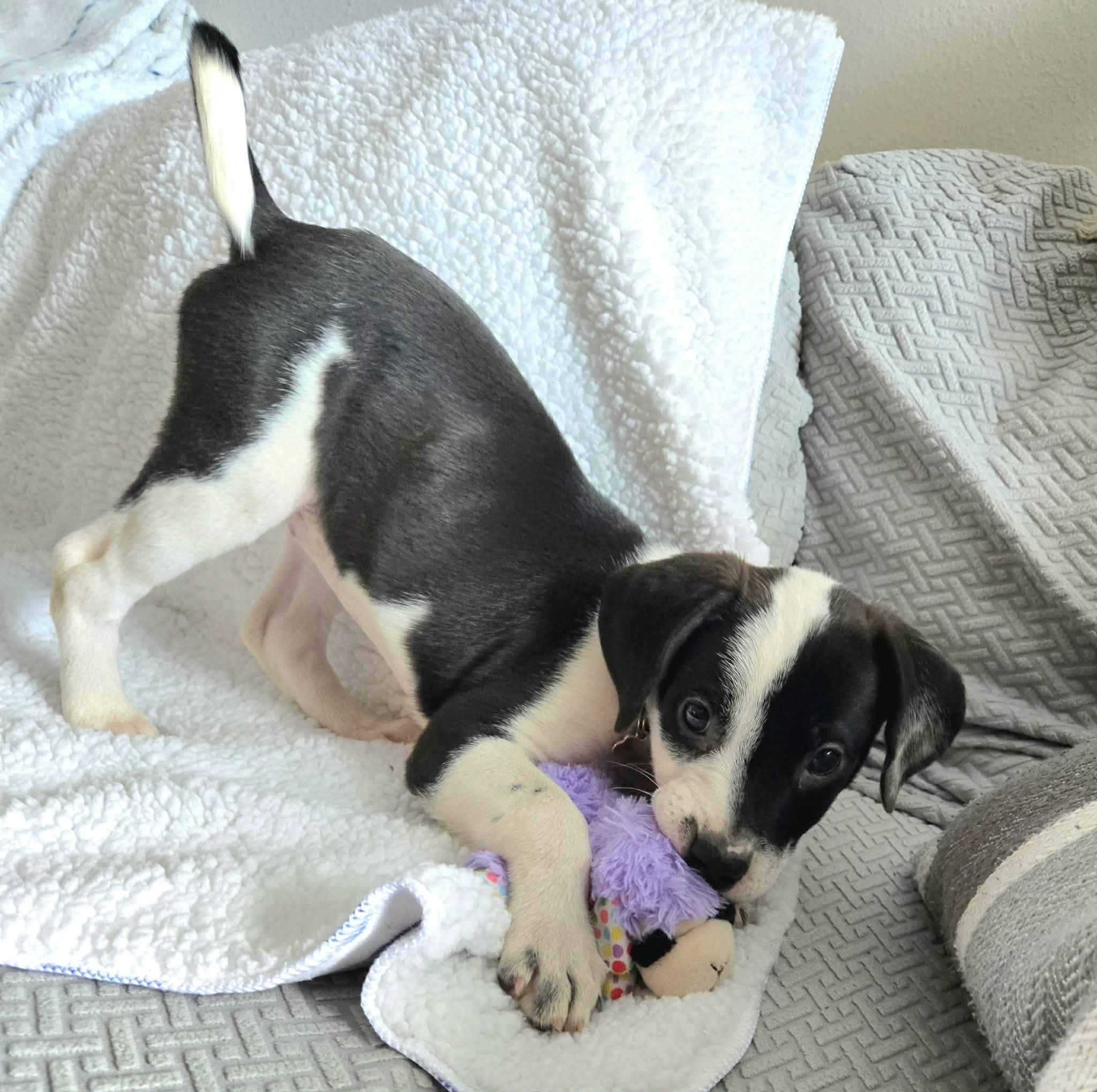 Enlarge Icelyn *Adorable Beagle/Lab Puppy*, a Adoptable mixed breed in Riverview, FL image 3/6