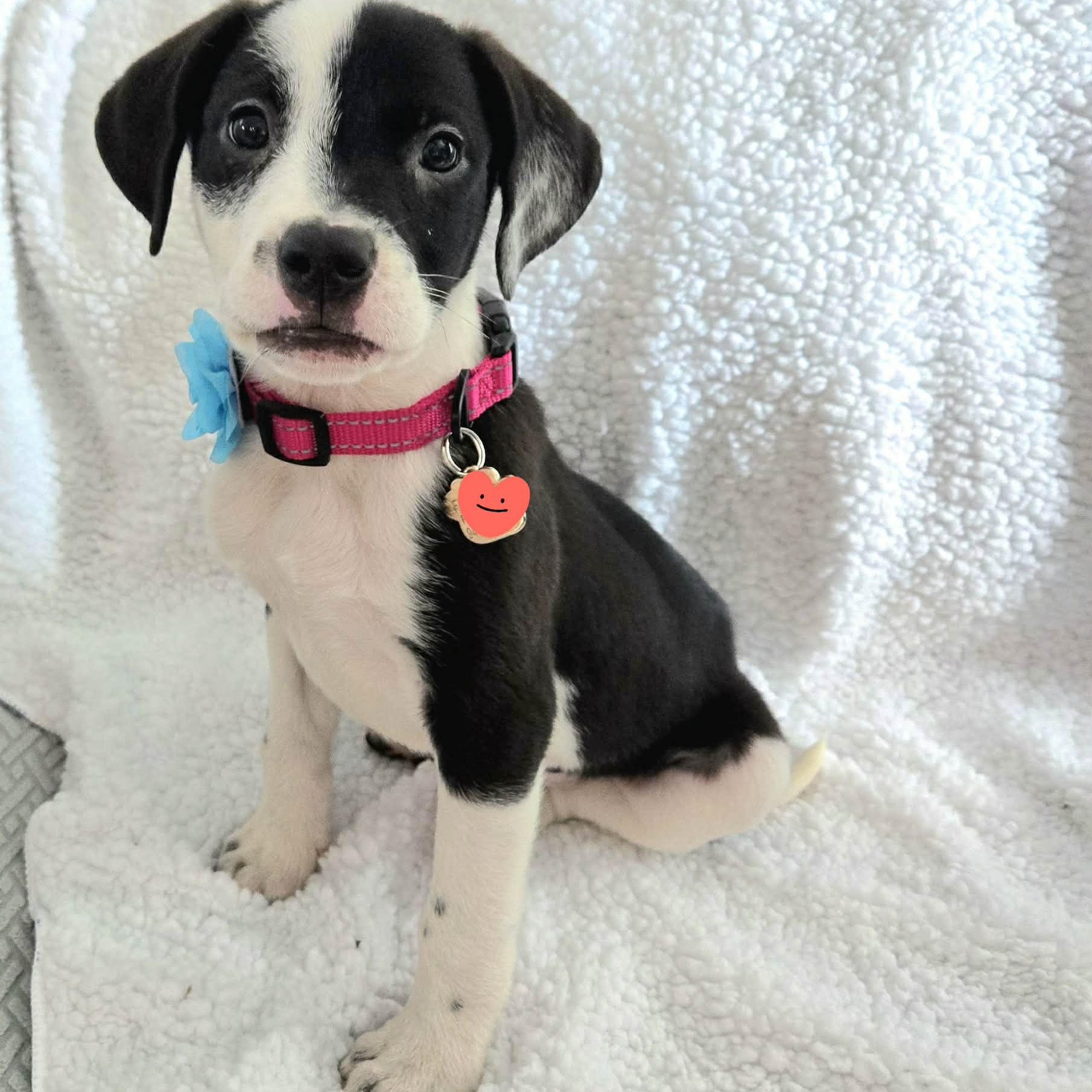 Enlarge Icelyn *Adorable Beagle/Lab Puppy*, a Adoptable mixed breed in Riverview, FL image 4/6
