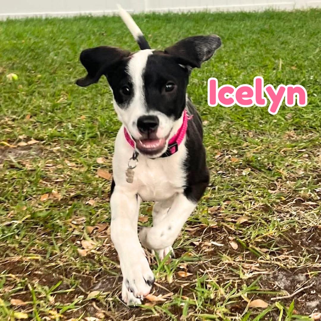 Enlarge Icelyn *Adorable Beagle/Lab Puppy*, a Adoptable mixed breed in Riverview, FL image 1/6
