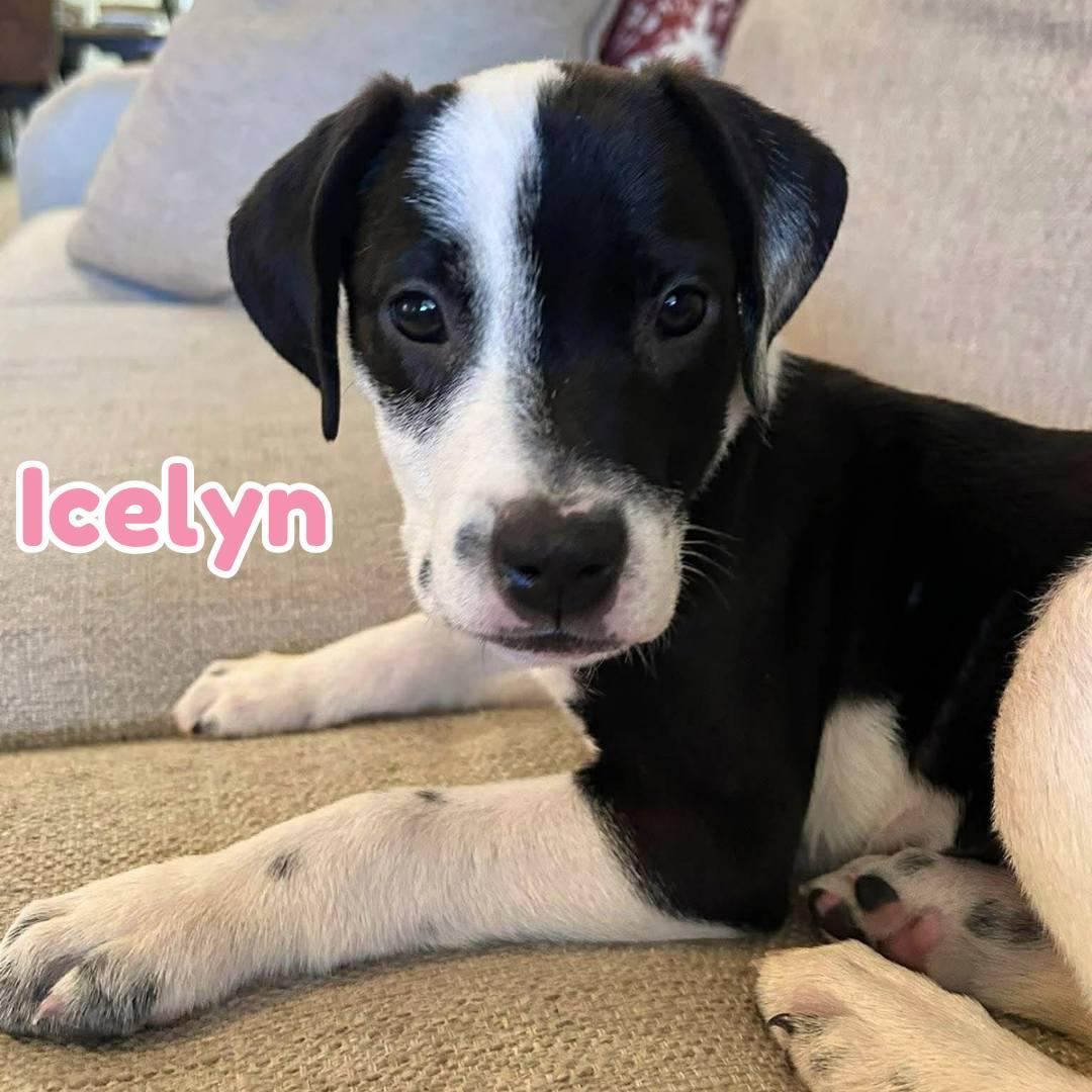 Icelyn *Adorable Beagle/Lab Puppy*, Adoptable, Puppy Female Beagle & Labrador Retriever.