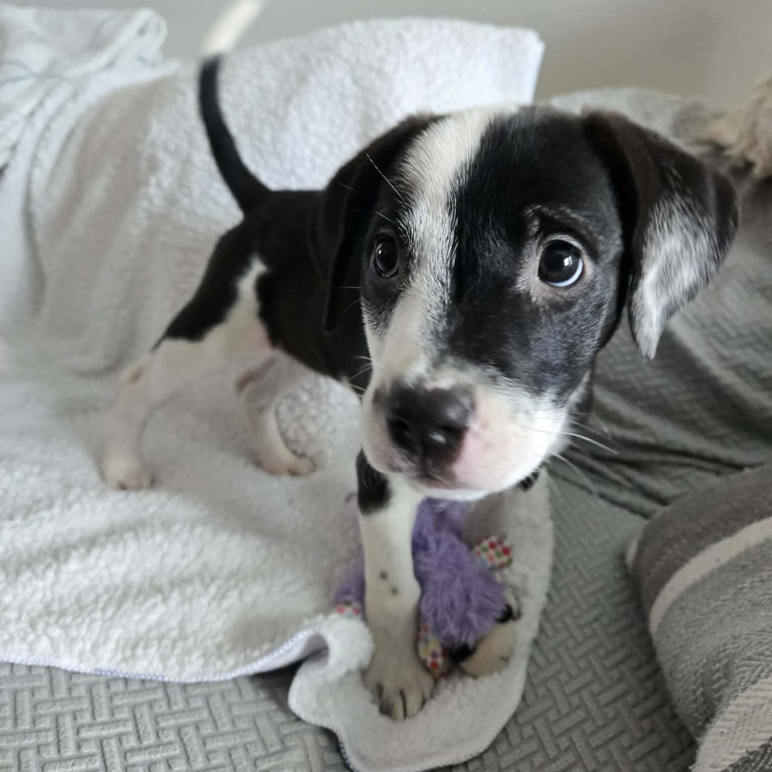Enlarge Icelyn *Adorable Beagle/Lab Puppy*, a Adoptable mixed breed in Riverview, FL image 6/6