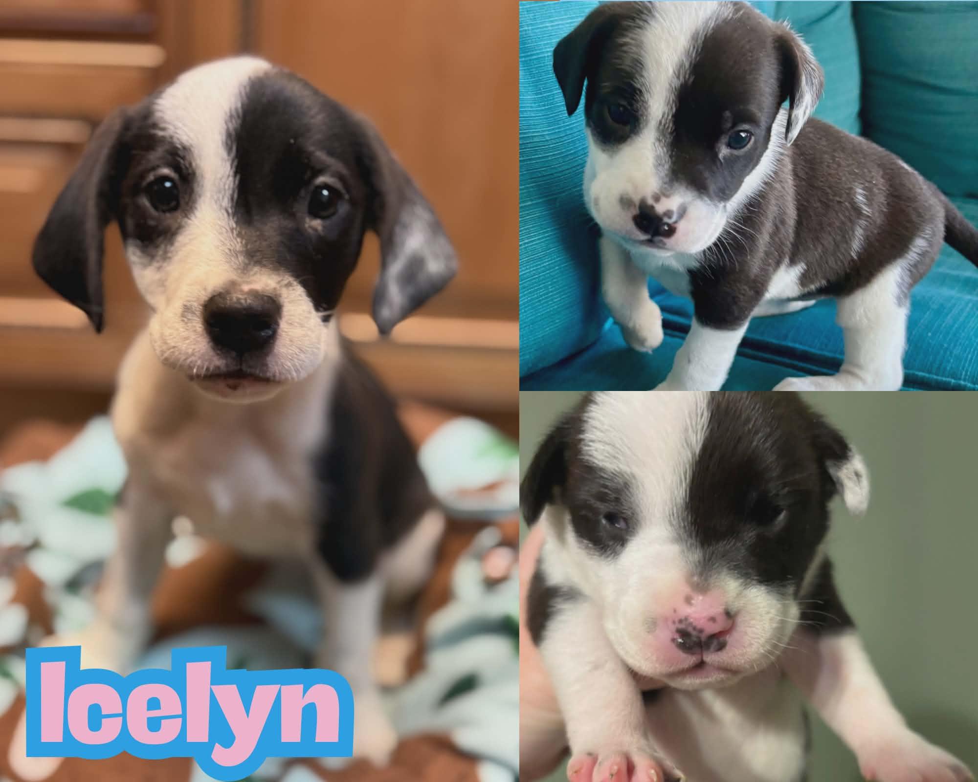 Enlarge Icelyn *Adorable Beagle/Lab Puppy*, a Adoptable mixed breed in Riverview, FL image 5/6