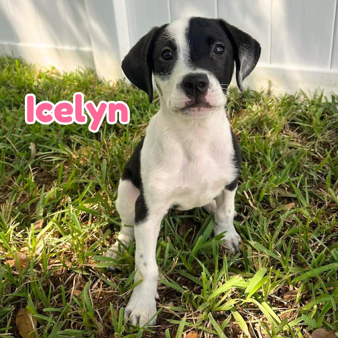 Enlarge Icelyn *Adorable Beagle/Lab Puppy*, a Adoptable mixed breed in Riverview, FL image 2/6