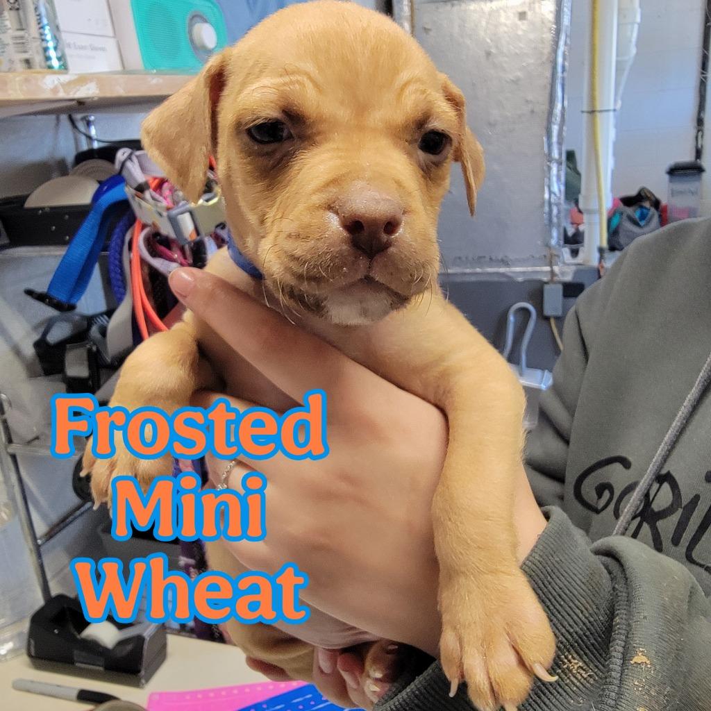 Frosted Mini Wheat, Adoptable, Puppy Male Pit Bull Terrier & Mixed Breed.
