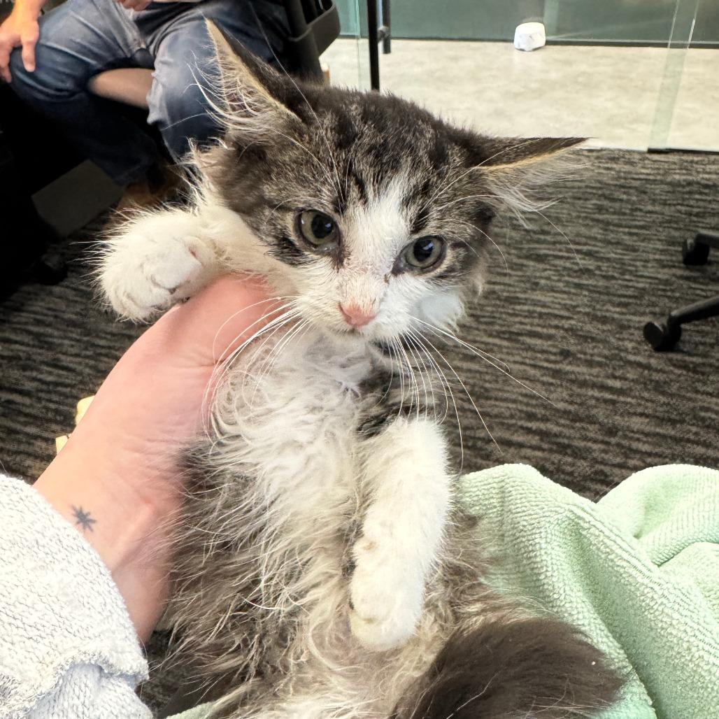 Enlarge Tamagotchi, a Adoptable Domestic Long Hair in Waco, TX image 1/2