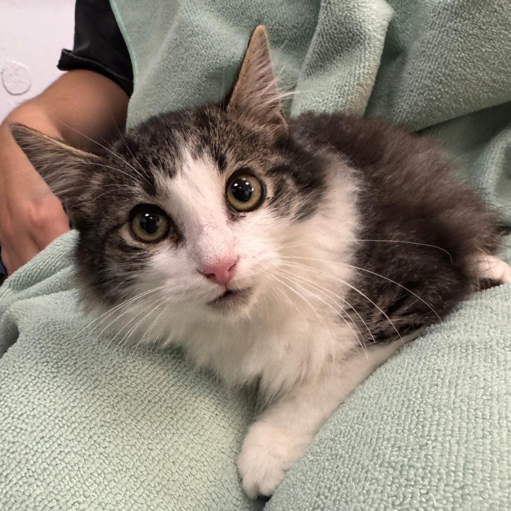 Enlarge Tamagotchi, a Adoptable Domestic Long Hair in Waco, TX image 2/2