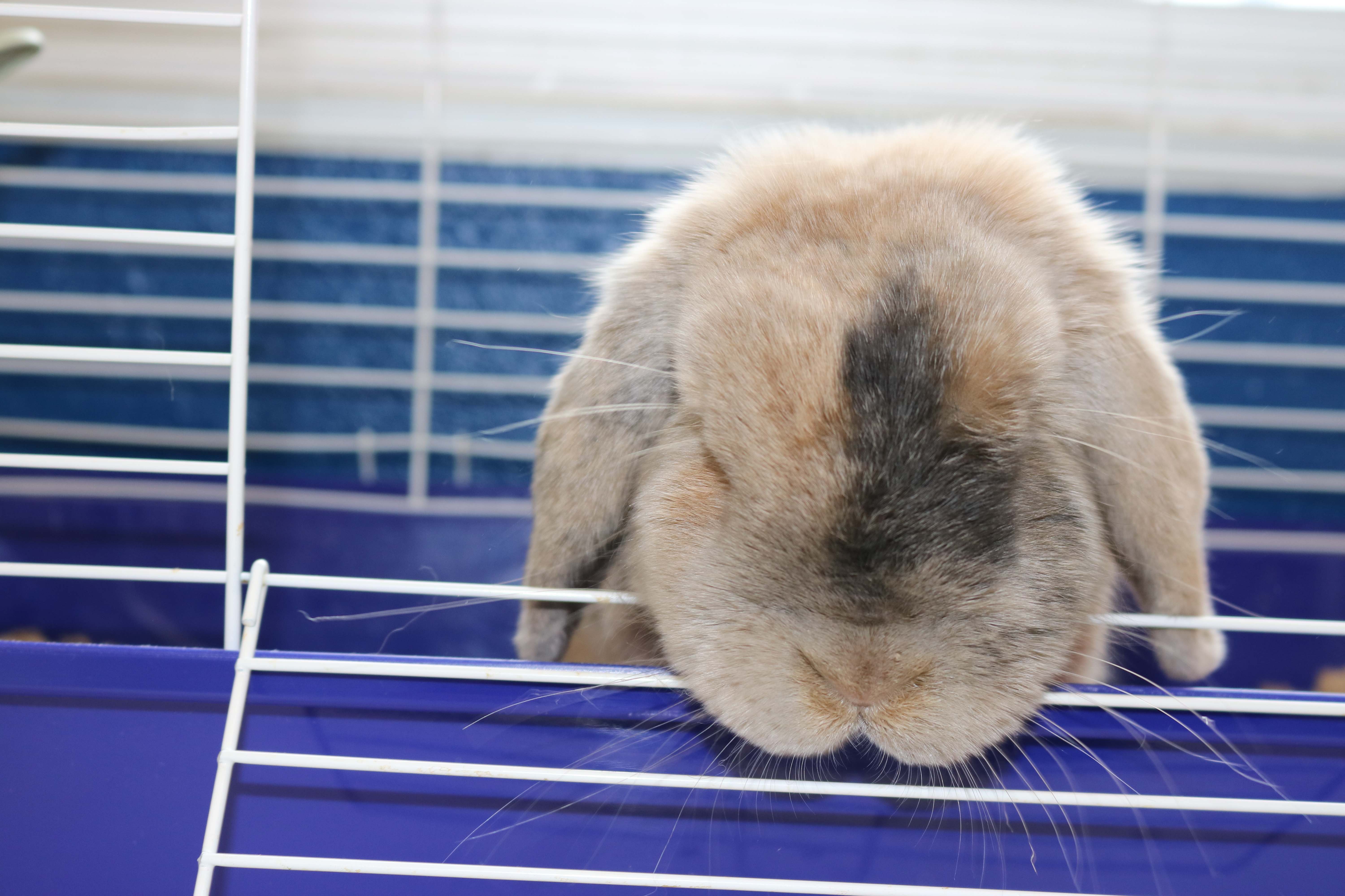 Luna, Adopted, Young Female American Fuzzy Lop.