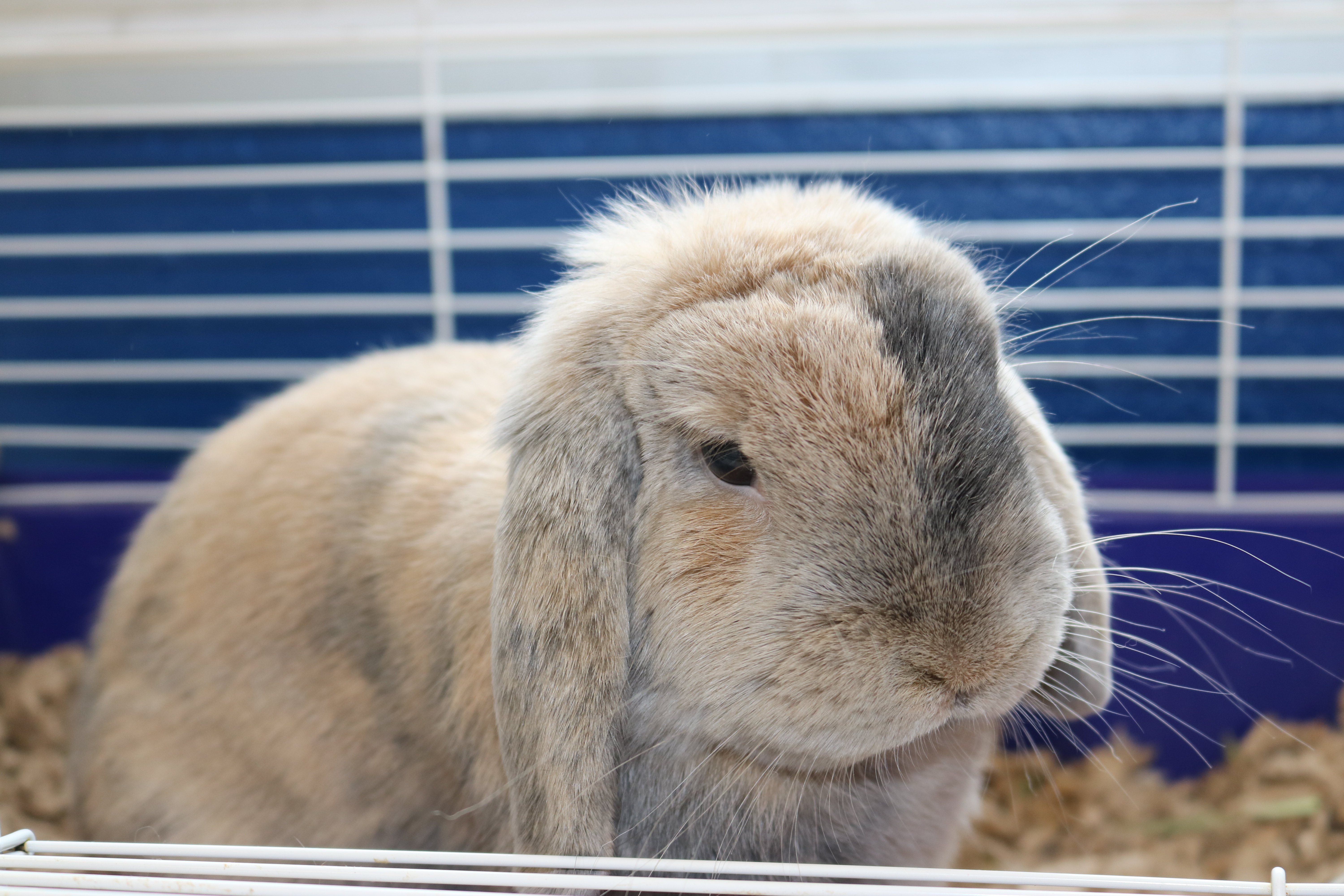 Enlarge Luna, a Adopted American Fuzzy Lop in Jersey city, NJ image 2/2