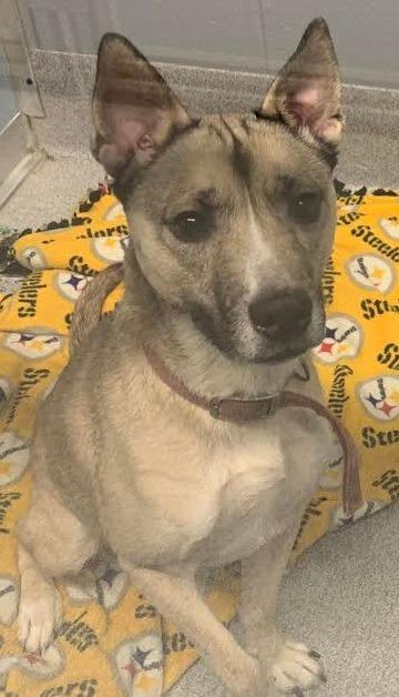 Kyle, Adoptable, Adult Male Siberian Husky & Pit Bull Terrier.