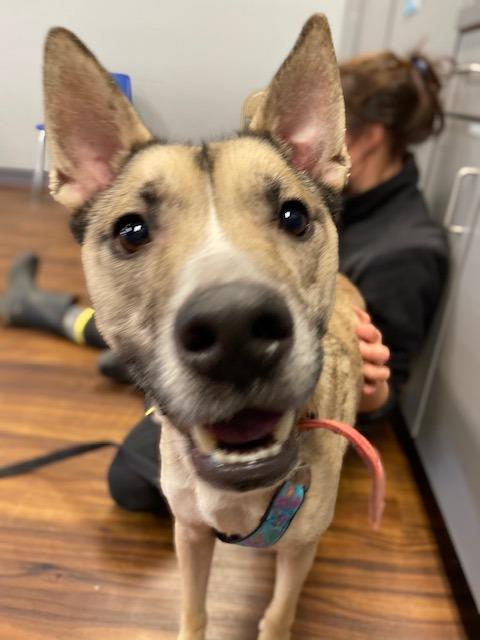 Enlarge Kyle, a Adoptable mixed breed in Bloomington, IN image 3/6