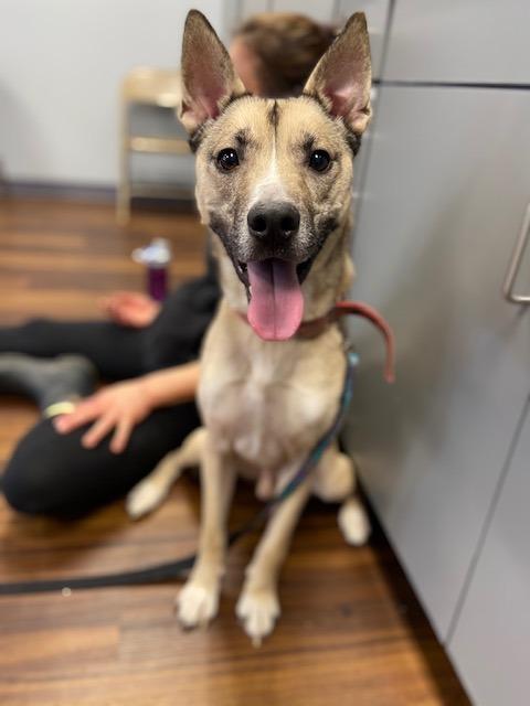 Enlarge Kyle, a Adoptable mixed breed in Bloomington, IN image 5/6